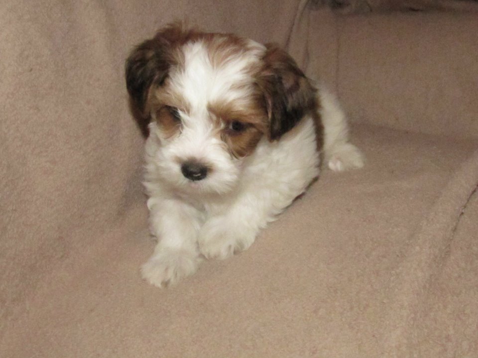 Happy Paws Havanese Bling as an 8 week old puppy