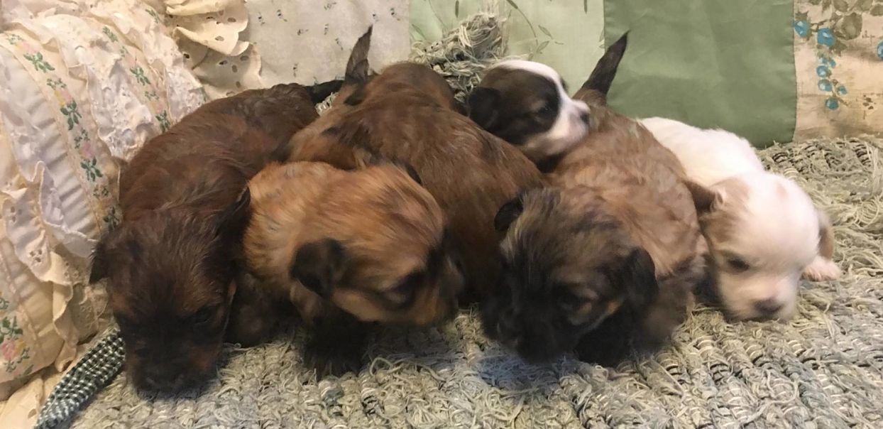 Piglet's male puppies 3 weeks old. 8/10/19.
