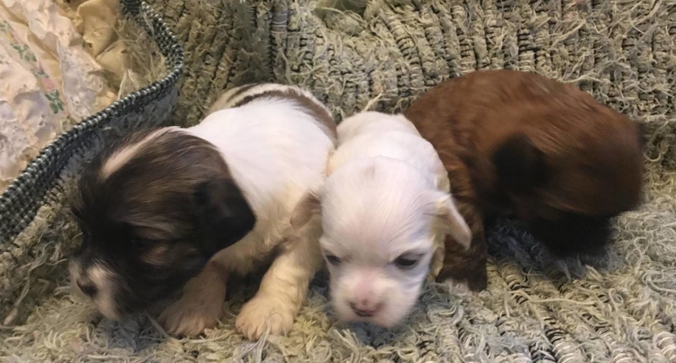 Piglet's female puppies 3 weeks old. 8/10/19.
