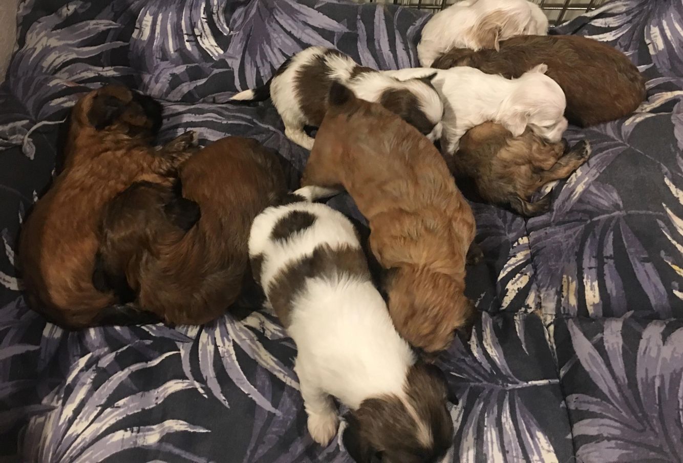 iglet's puppies 3 weeks old. 6 males, 3 females. 8/10/19.