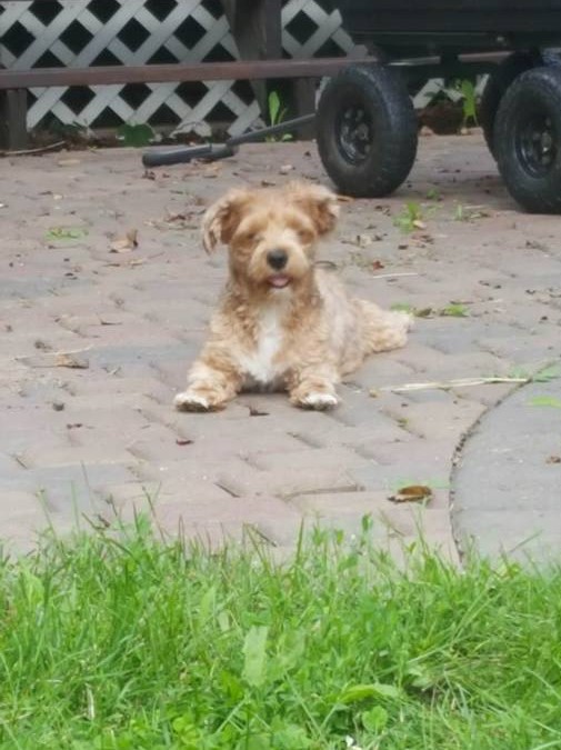 Happy Paws Havanese Puppies Minnesota MN Toodles