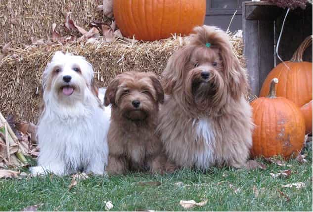 Happy Paws Havanese Gamour White Pearl of Madagaskar, Happy Paws´ Hermes De La Fierte De La Largue, Midnight Magic Argostino