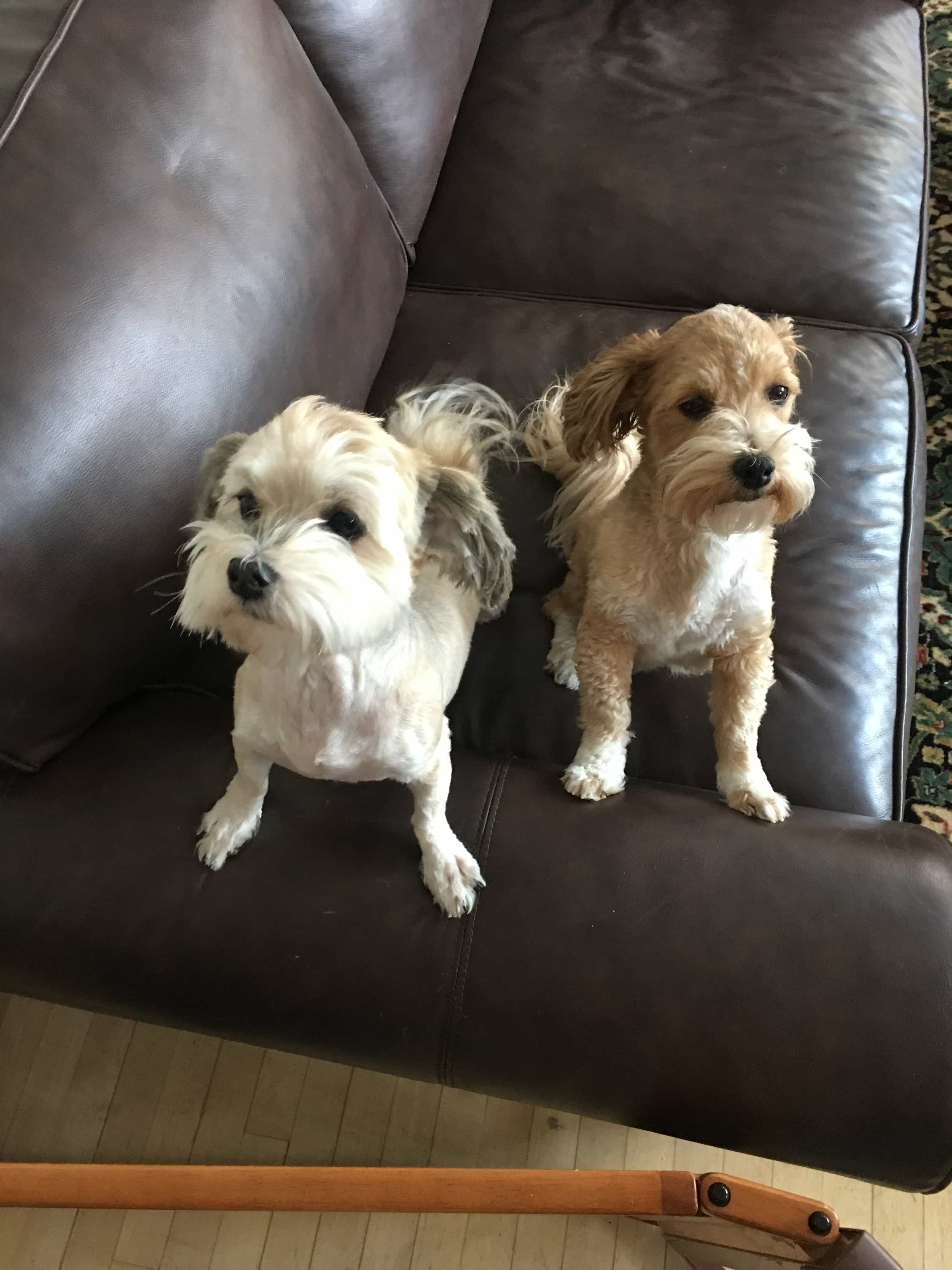 Happy Paws Havanese Puppies