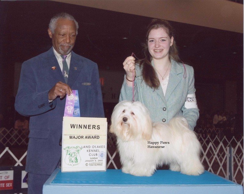 Happy Paws Havanese Puppies Minnesota MN Bailey Happy Paws Havanese Puppies Minnesota MN Bailey