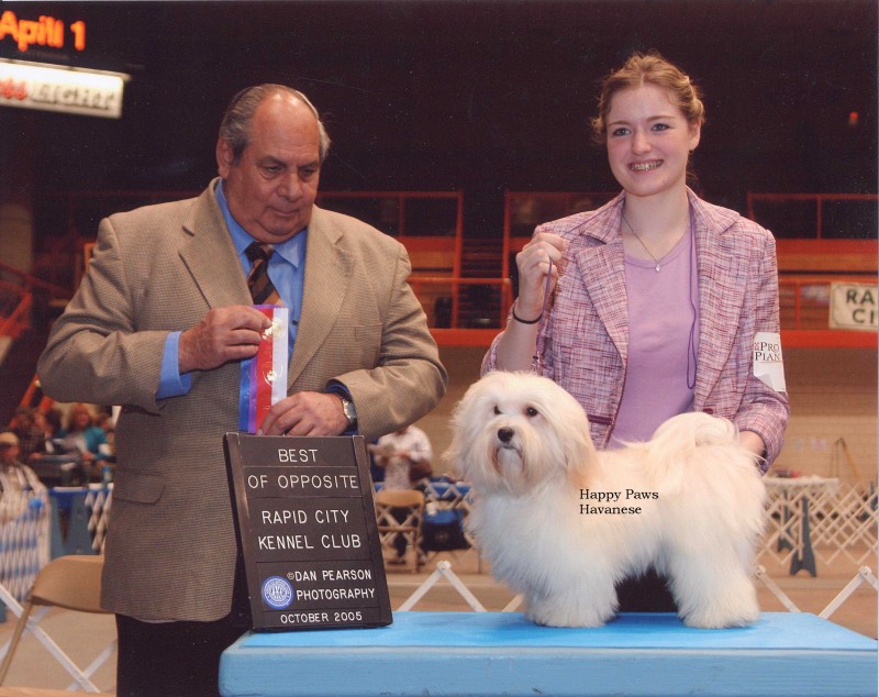 Happy Paws Havanese Puppies Minnesota MN Bailey