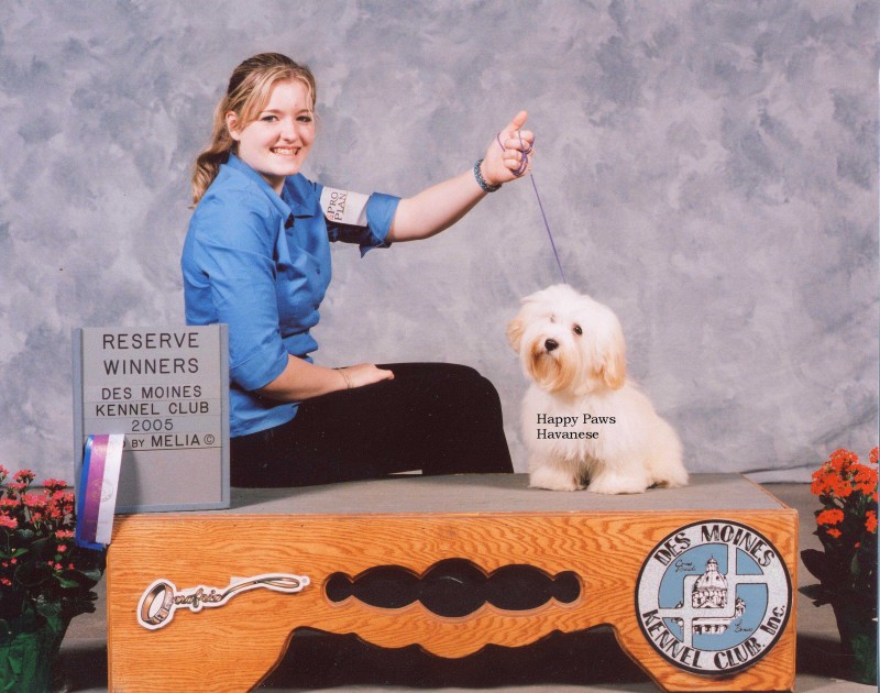 Happy Paws Havanese Puppies Minnesota MN Bailey Happy Paws Havanese Puppies Minnesota MN Bailey
