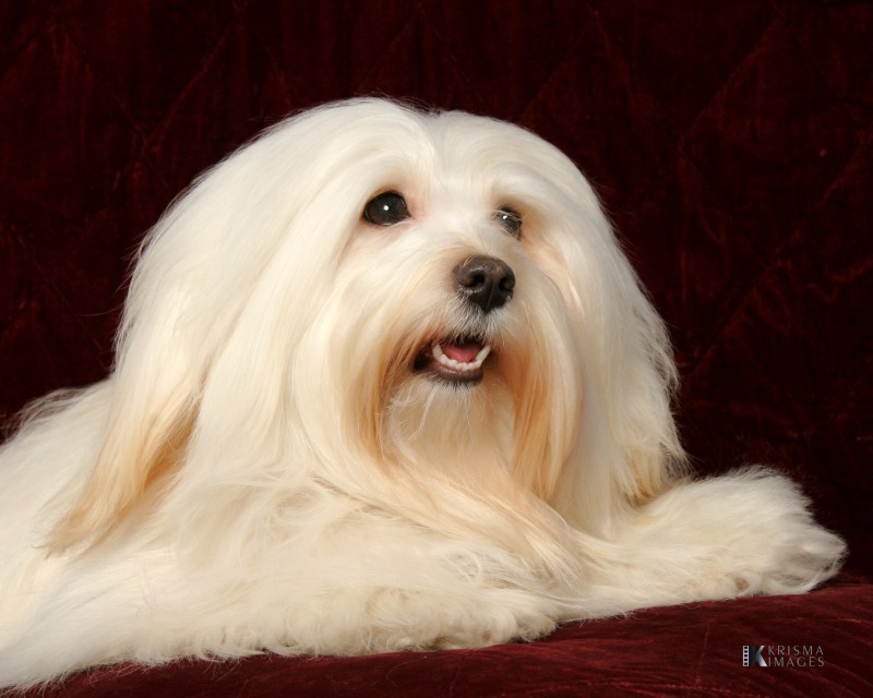 Happy Paws Havanese Puppies Minnesota MN Bailey as a Champion Happy Paws Havanese Puppies Minnesota MN Bailey as a Champion