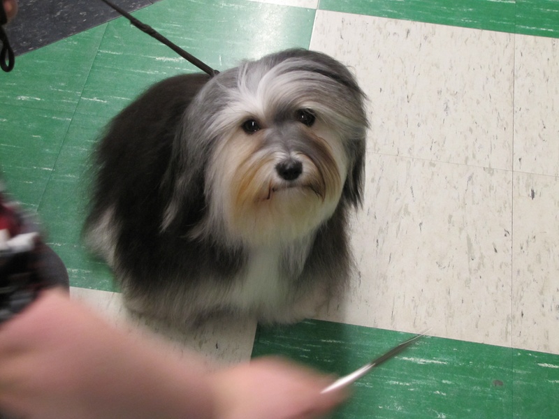 Happy Paws Havanese Puppies Minnesota MN Bay