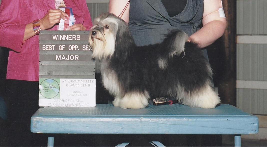 Happy Paws Havanese Puppies Minnesota MN Bay