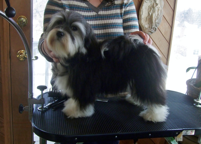 Happy Paws Havanese Puppies Minnesota MN Bay