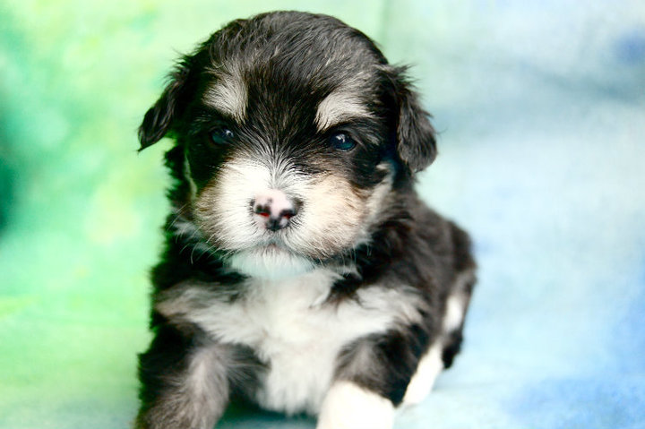 Happy Paws Havanese Bay at 4 weeks old