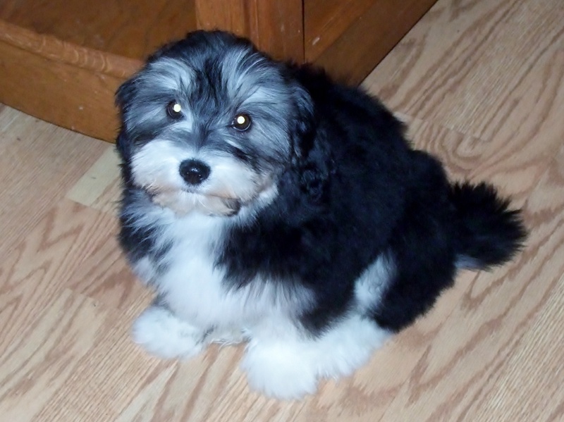 Happy Paws Havanese Bay at 8 weeks old