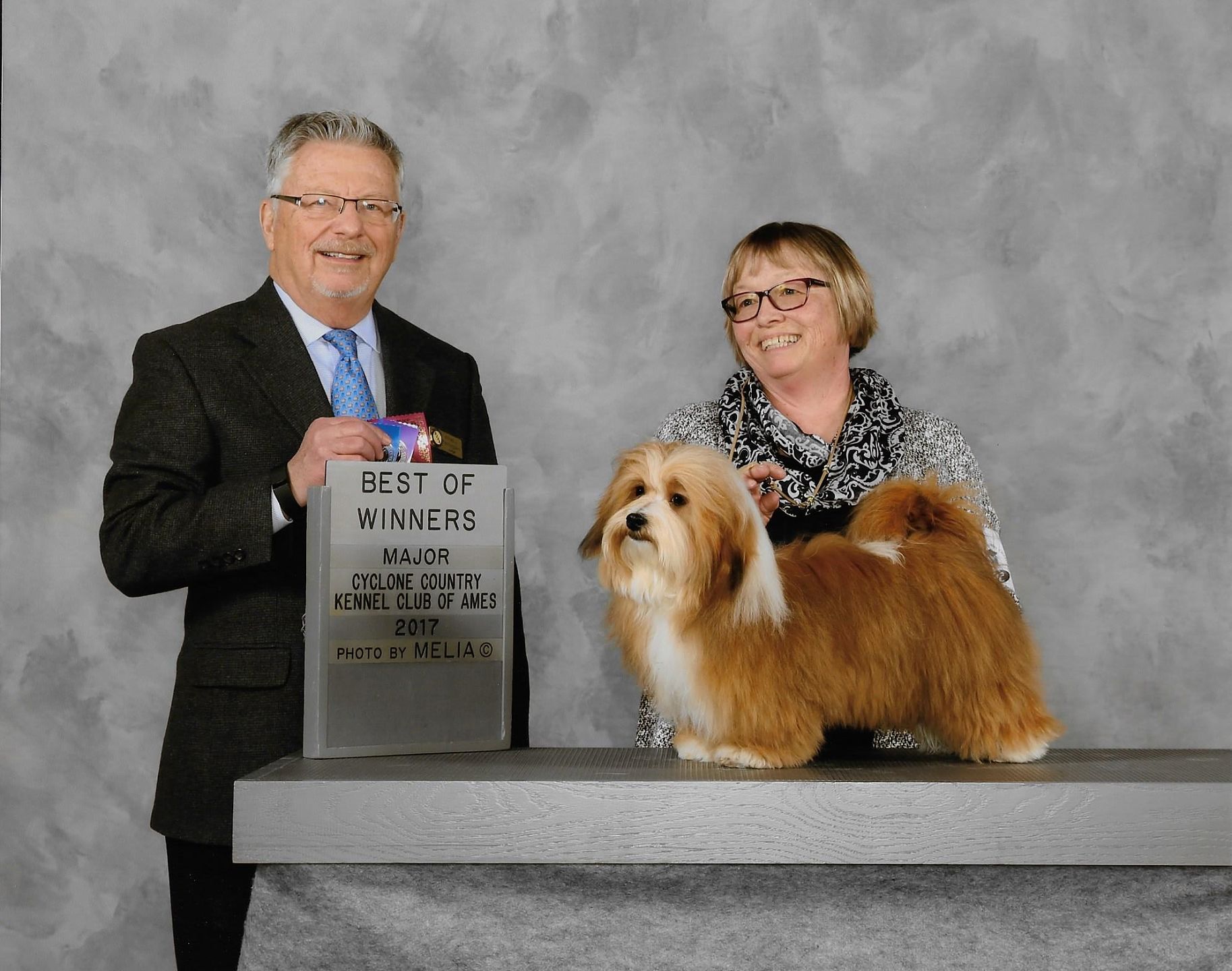 Happy Paws Havanese Puppies Minnesota MN Blaze Happy Paws Havanese Puppies Minnesota MN Blaze