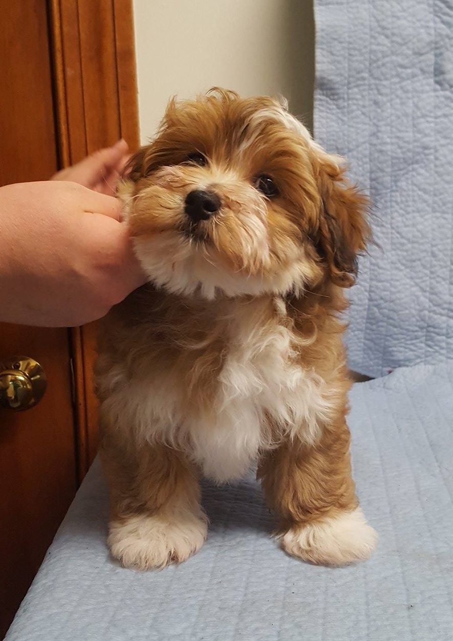 Happy Paws Havanese Blaze stacked at 8 weeks Happy Paws Havanese Blaze stacked at 8 weeks