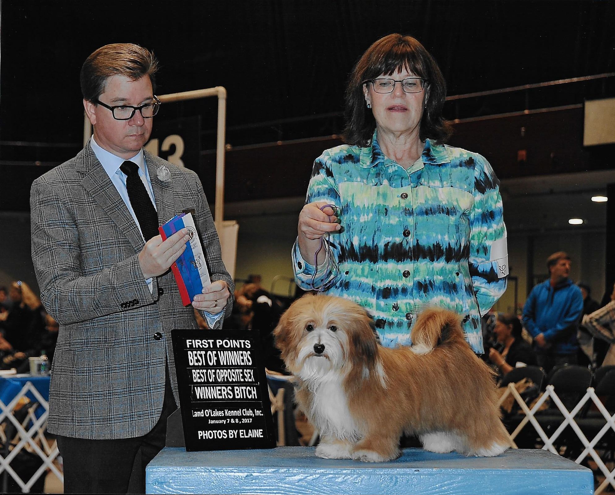 Happy Paws Havanese Puppies Minnesota MN Blaze Happy Paws Havanese Puppies Minnesota MN Blaze