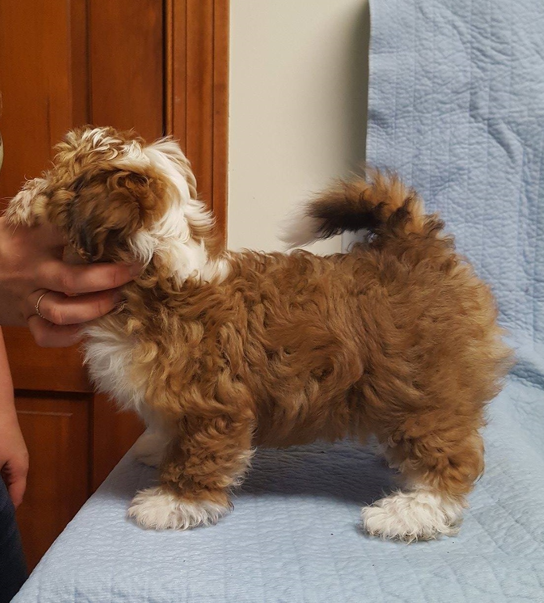 Happy Paws Havanese Puppies Minnesota MN Blaze Happy Paws Havanese Puppies Minnesota MN Blaze