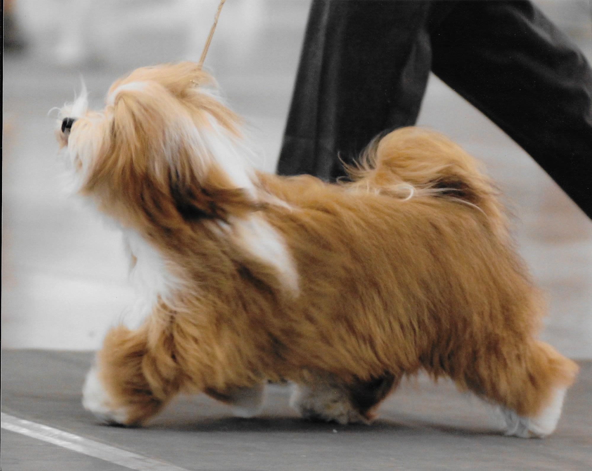 Happy Paws Havanese Puppies Minnesota MN Blaze Happy Paws Havanese Puppies Minnesota MN Blaze