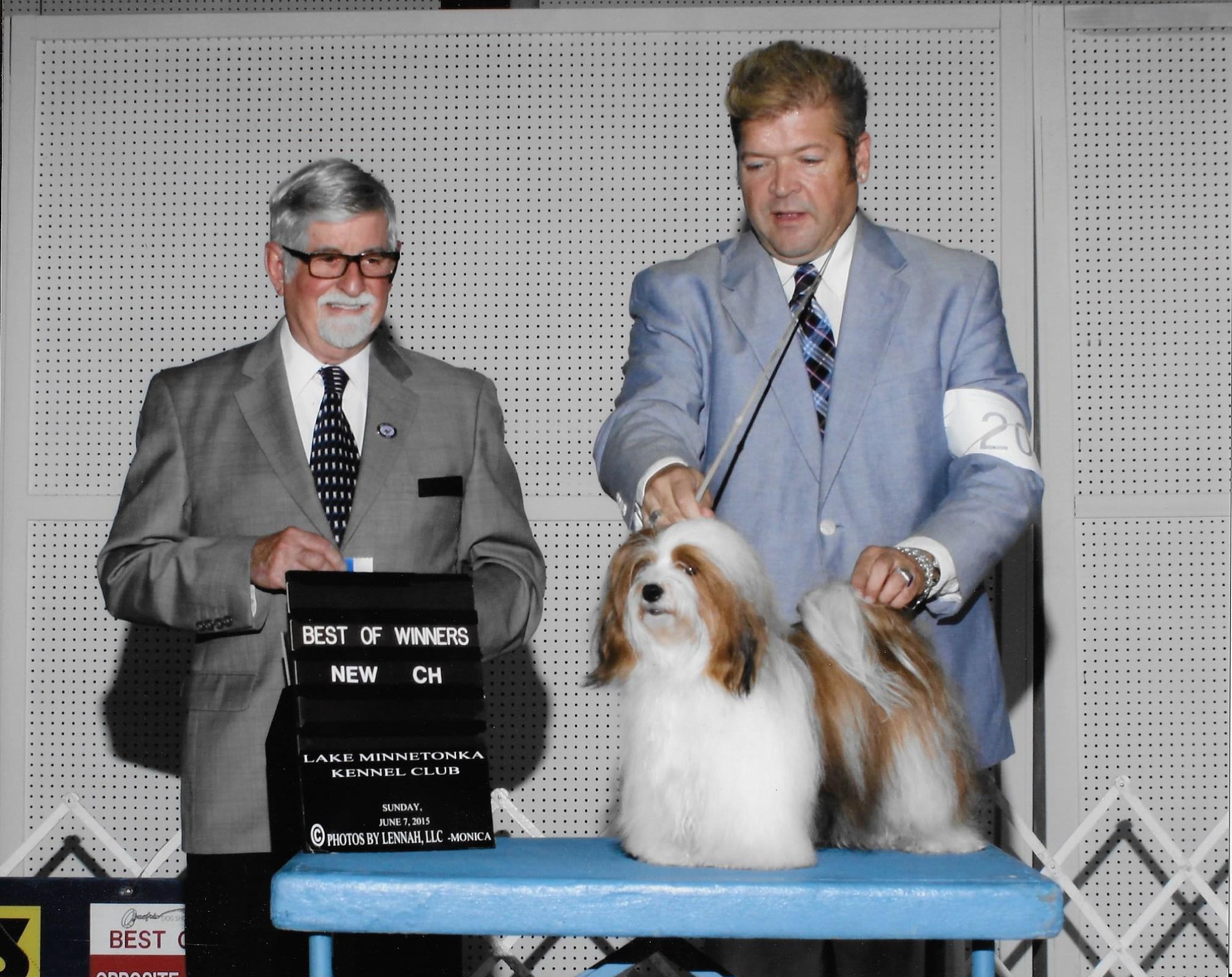 Happy Paws Havanese Bling's Champion win