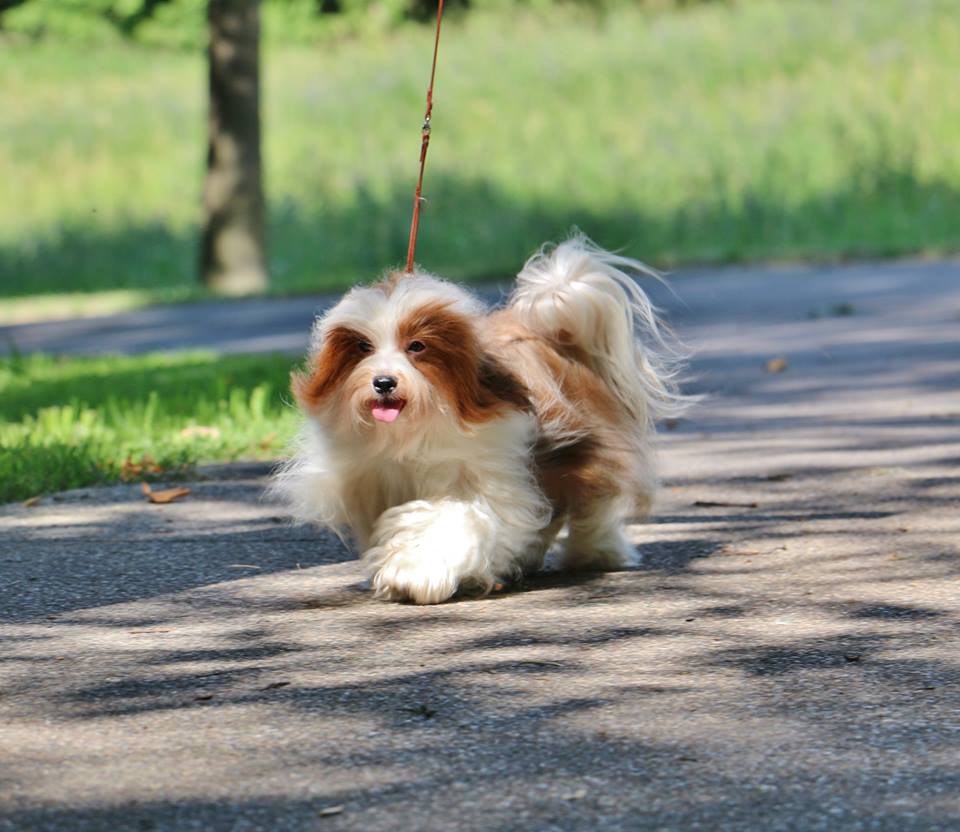 Happy Paws Havanese Puppies Minnesota MN Bling