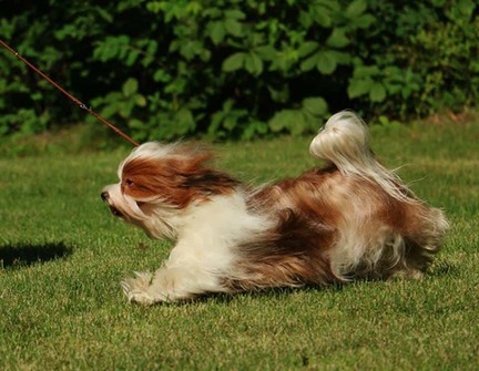 Happy Paws Havanese AKC Champion Happy Paws' Fire & Ice, 'Bling'