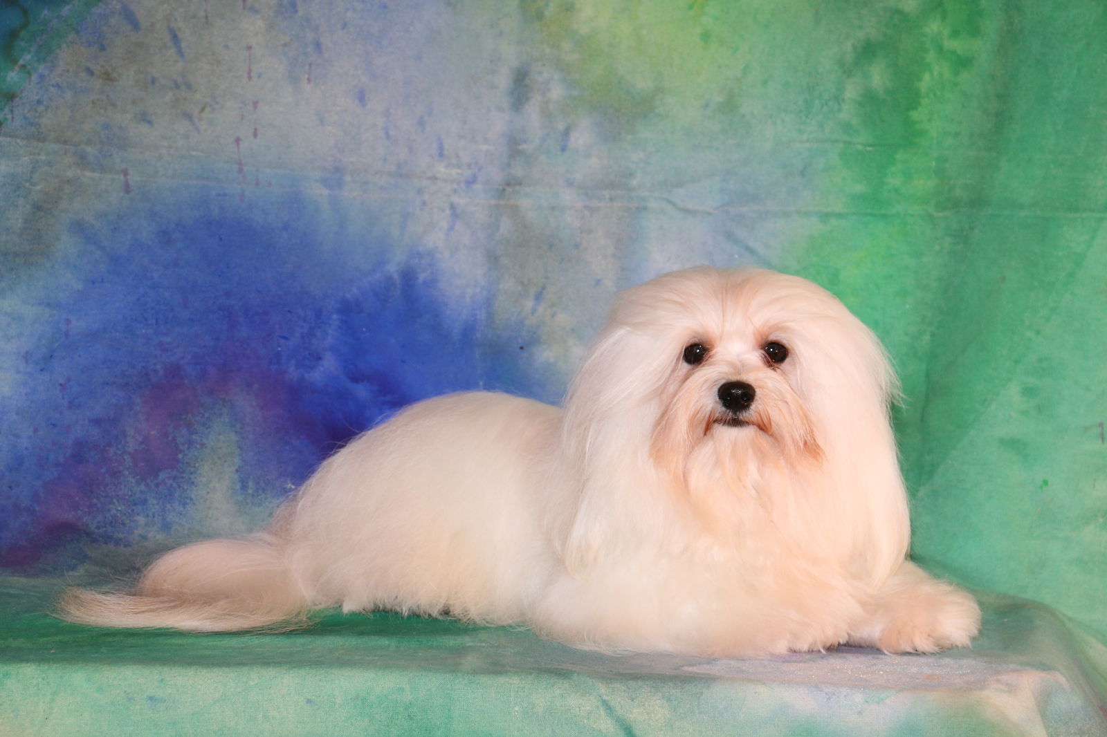 Happy Paws Havanese Puppies Minnesota MN Buddy Happy Paws Havanese Puppies Minnesota MN Buddy