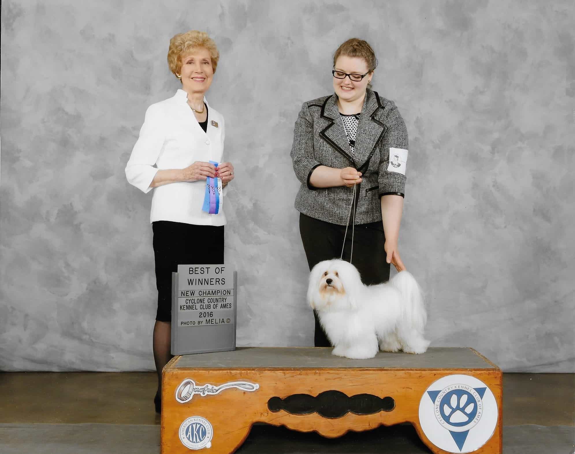 Happy Paws Havanese Puppies Minnesota MN Buddy Happy Paws Havanese Puppies Minnesota MN Buddy