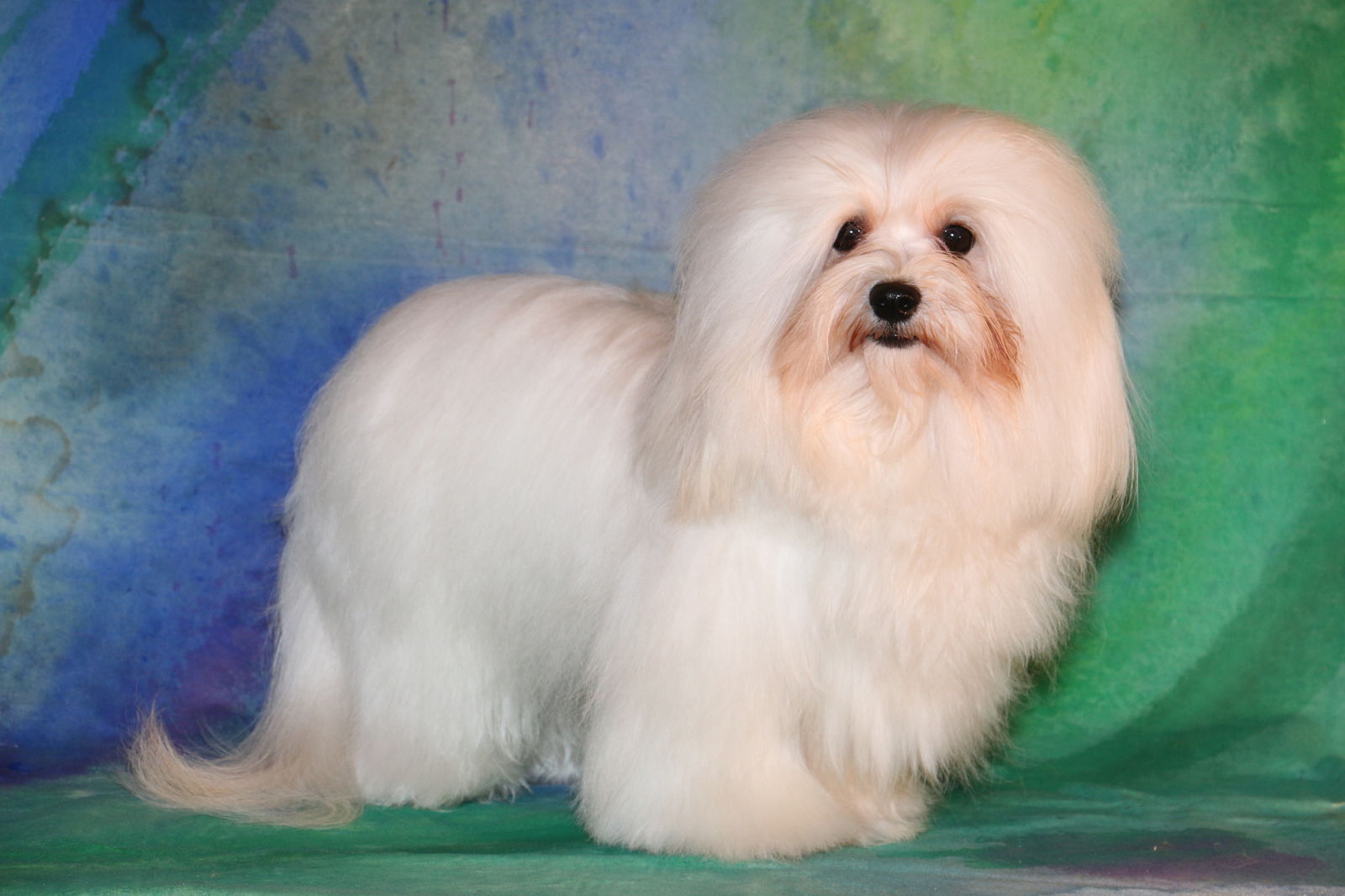 Happy Paws Havanese Puppies Minnesota MN Buddy Happy Paws Havanese Puppies Minnesota MN Buddy