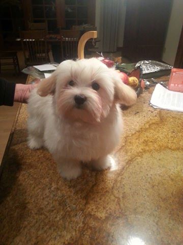 Happy Paws Havanese Puppies Minnesota MN Buddy