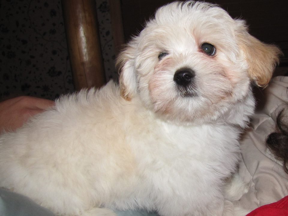 Happy Paws Havanese Puppies Minnesota MN Buddy