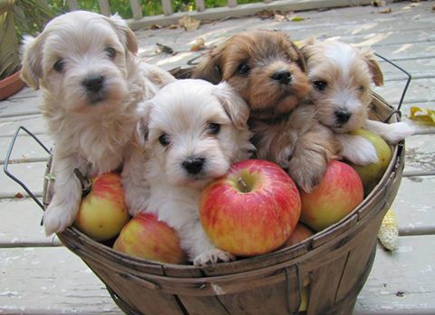 Happy Paws Havanese Puppies Minnesota MN Buddy Happy Paws Havanese Puppies Minnesota MN Buddy