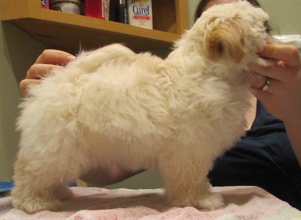 Happy Paws Havanese Puppies Minnesota MN Buddy Happy Paws Havanese Puppies Minnesota MN Buddy
