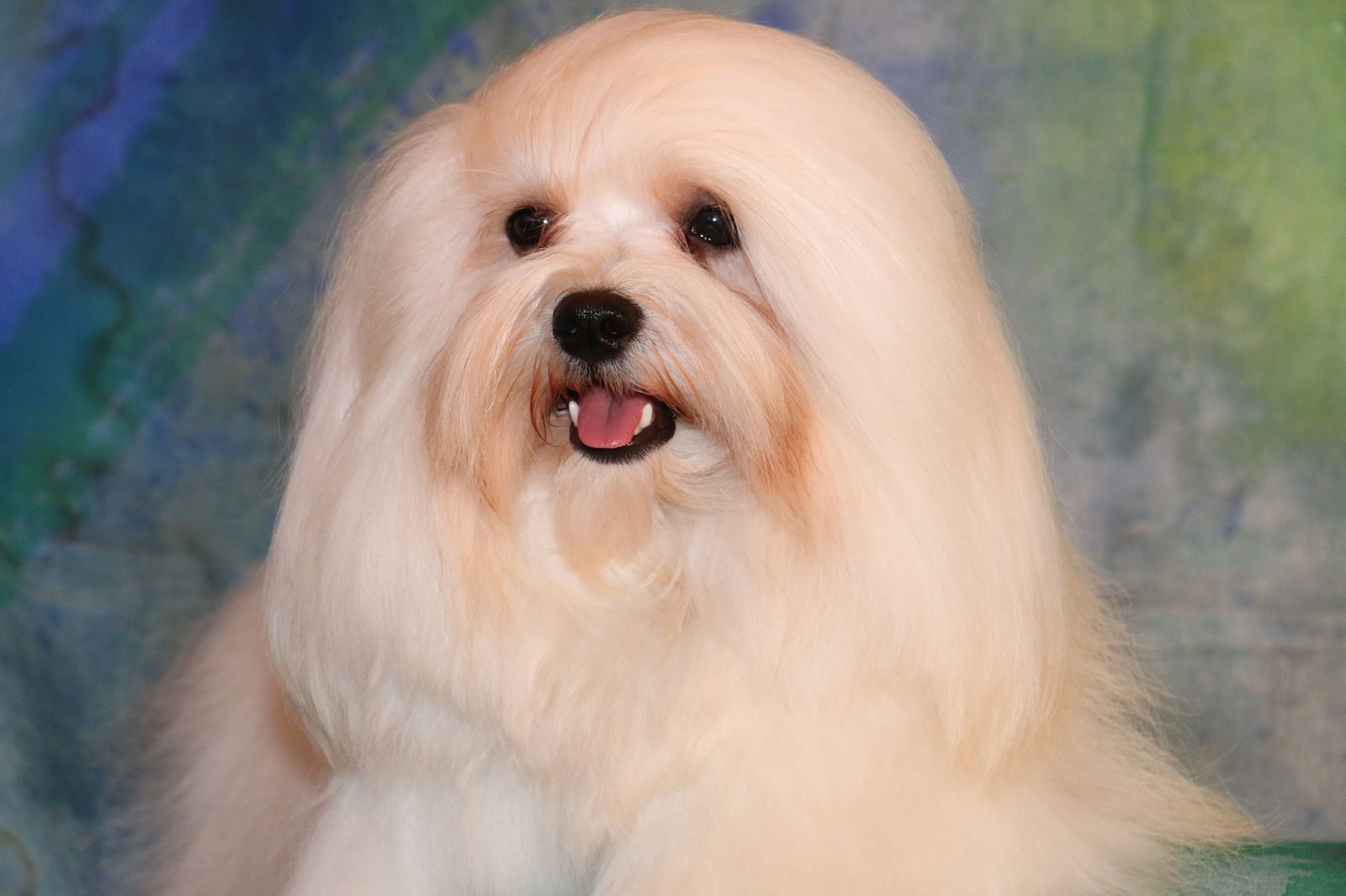 Happy Paws Havanese Puppies Minnesota MN Buddy Happy Paws Havanese Puppies Minnesota MN Buddy