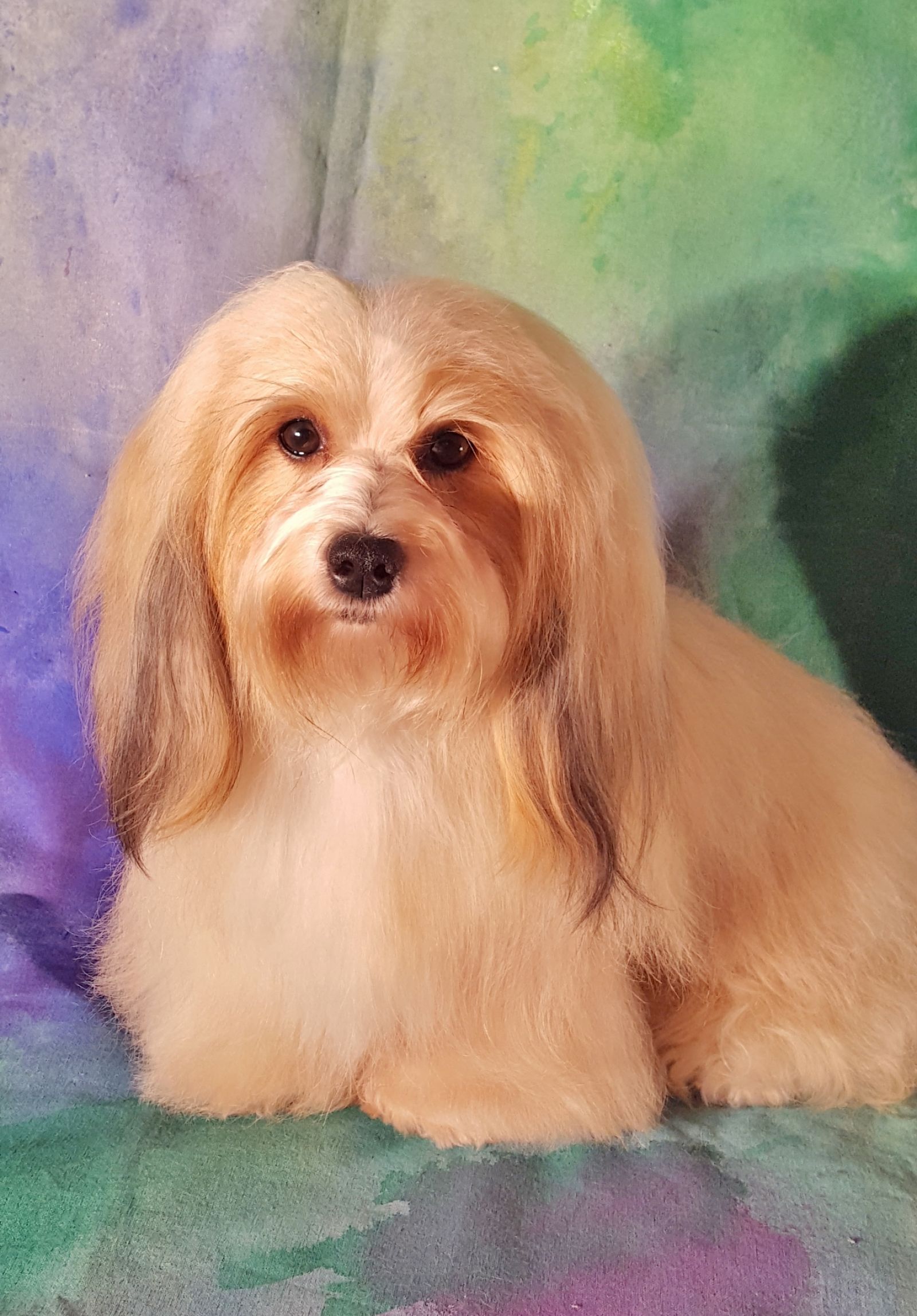 Happy Paws Havanese Puppies Minnesota MN Della Happy Paws Havanese Puppies Minnesota MN Della