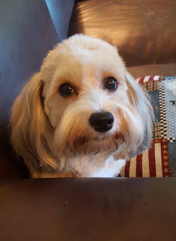 Happy Paws Havanese Puppies Minnesota MN Della Happy Paws Havanese Puppies Minnesota MN Della