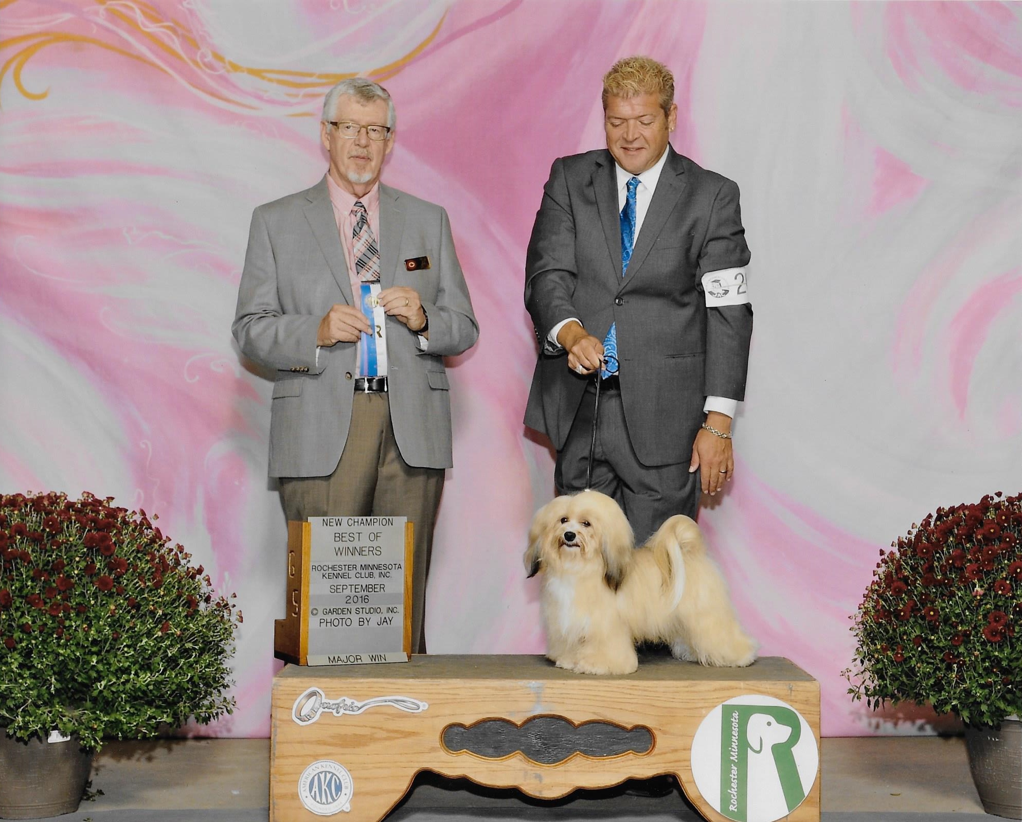Happy Paws Havanese Puppies Minnesota MN Della Happy Paws Havanese Puppies Minnesota MN Della