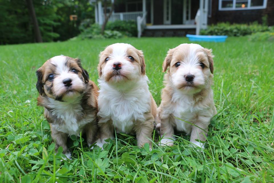 Happy Paws Havanese Della at 6 weeks old (left)