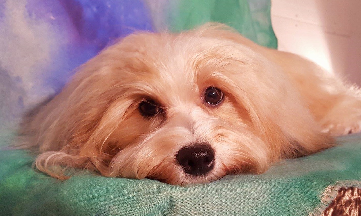 Happy Paws Havanese Puppies Minnesota MN Della Happy Paws Havanese Puppies Minnesota MN Della