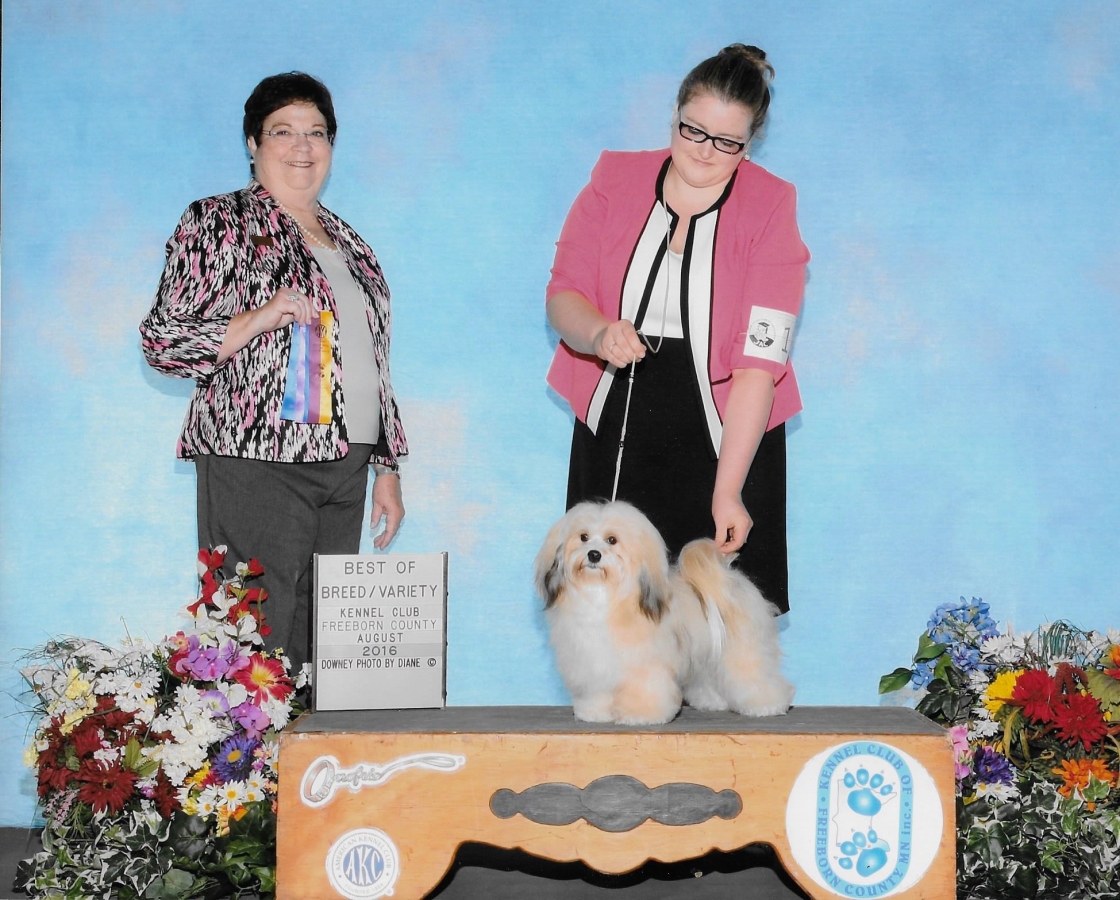 Happy Paws Havanese Puppies Minnesota MN Della Happy Paws Havanese Puppies Minnesota MN Della