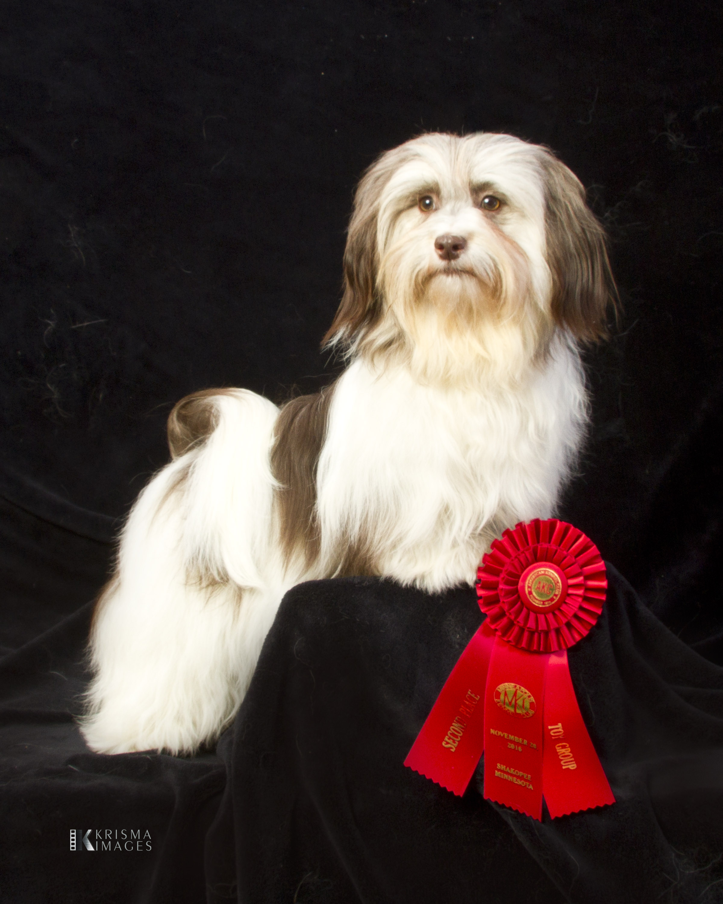 Happy Paws Havanese Fudge after a Group 2 Happy Paws Havanese Fudge after a Group 2