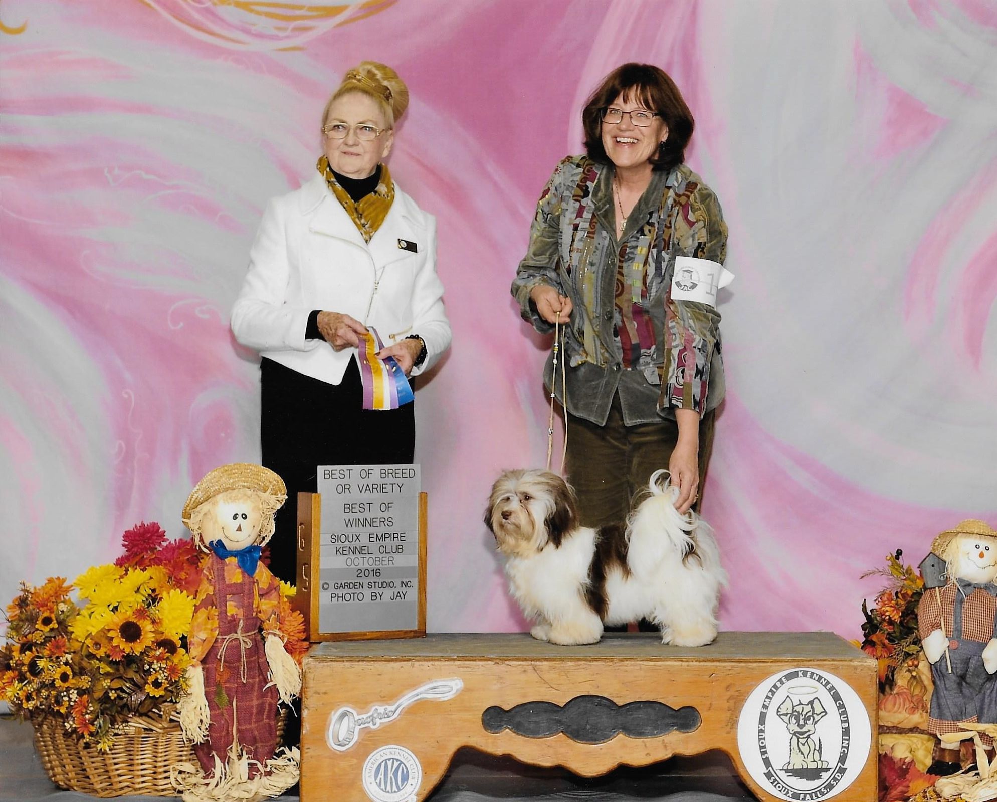 Happy Paws Havanese Puppies Minnesota MN Fudge Happy Paws Havanese Puppies Minnesota MN Fudge