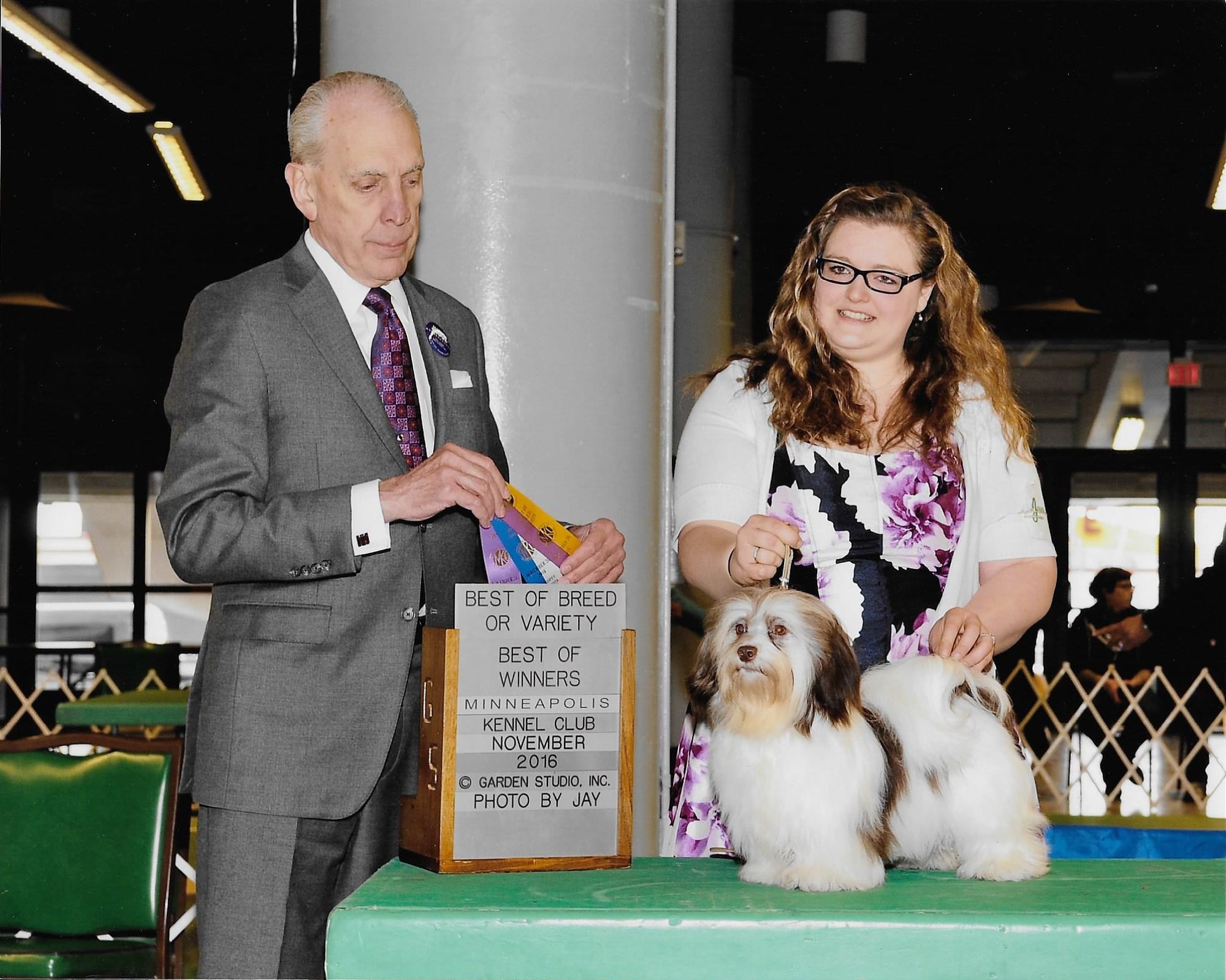 Happy Paws Havanese Puppies Minnesota MN Fudge Happy Paws Havanese Puppies Minnesota MN Fudge