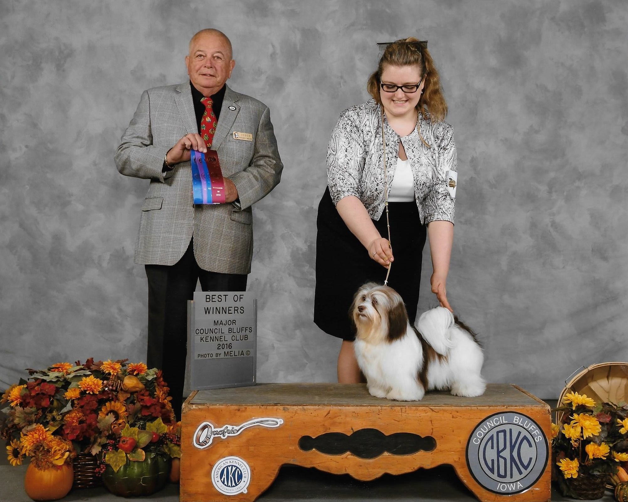 Happy Paws Havanese Puppies Minnesota MN Fudge Happy Paws Havanese Puppies Minnesota MN Fudge