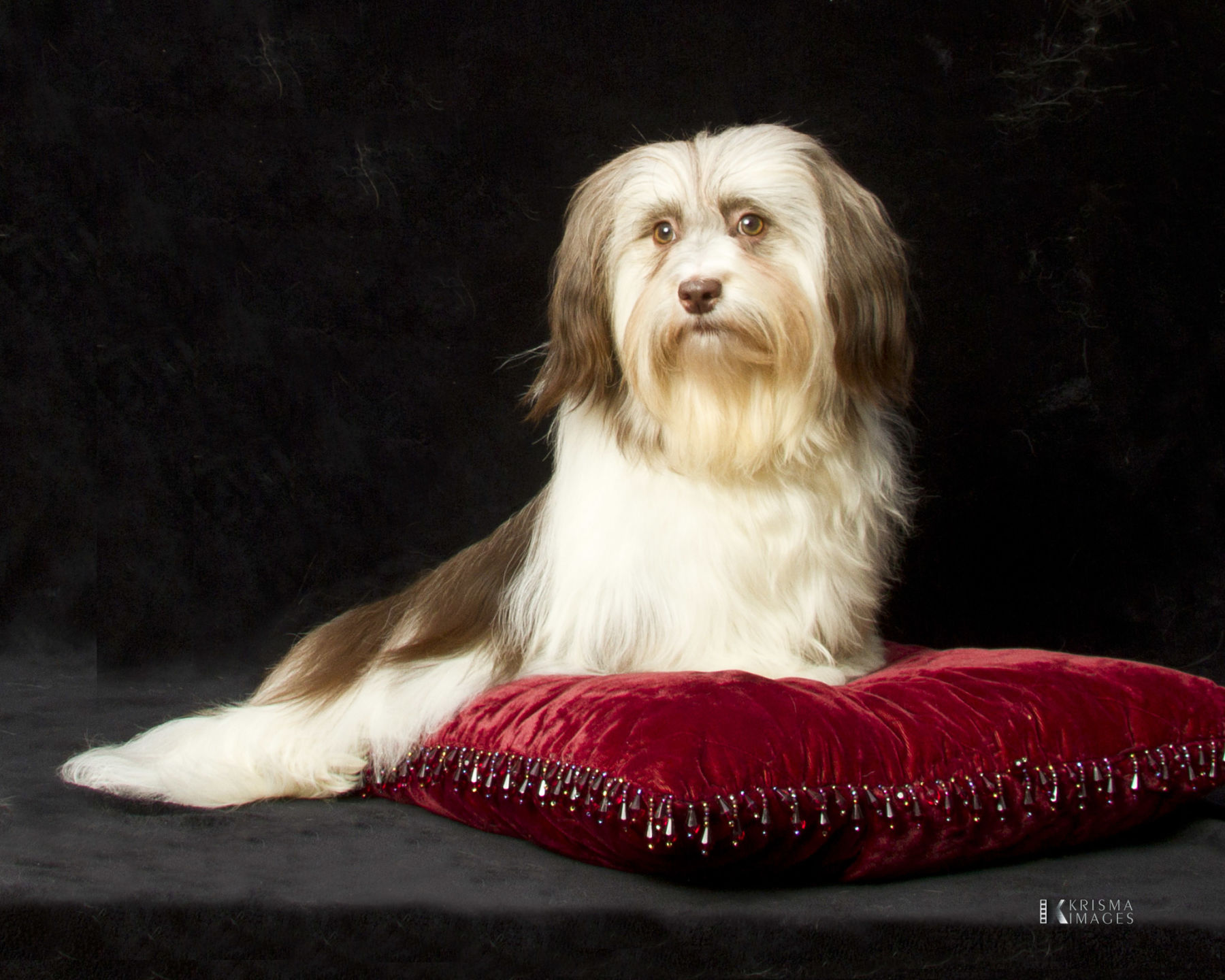 Happy Paws Havanese Fudge as a finished Champion Happy Paws Havanese Fudge as a finished Champion