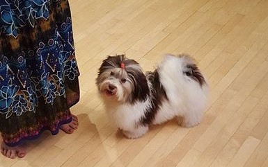 Happy Paws Havanese Puppies Minnesota MN Fudge