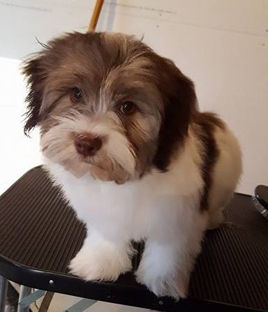 Happy Paws Havanese Fudge as a puppy after a groom Happy Paws Havanese Fudge as a puppy after a groom