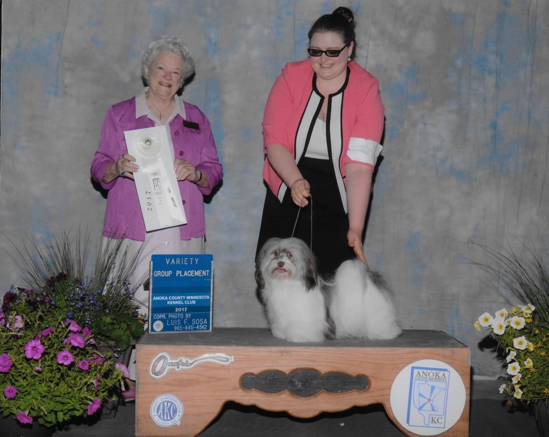 Happy Paws Havanese Fudge Group 4 Happy Paws Havanese Fudge Group 4