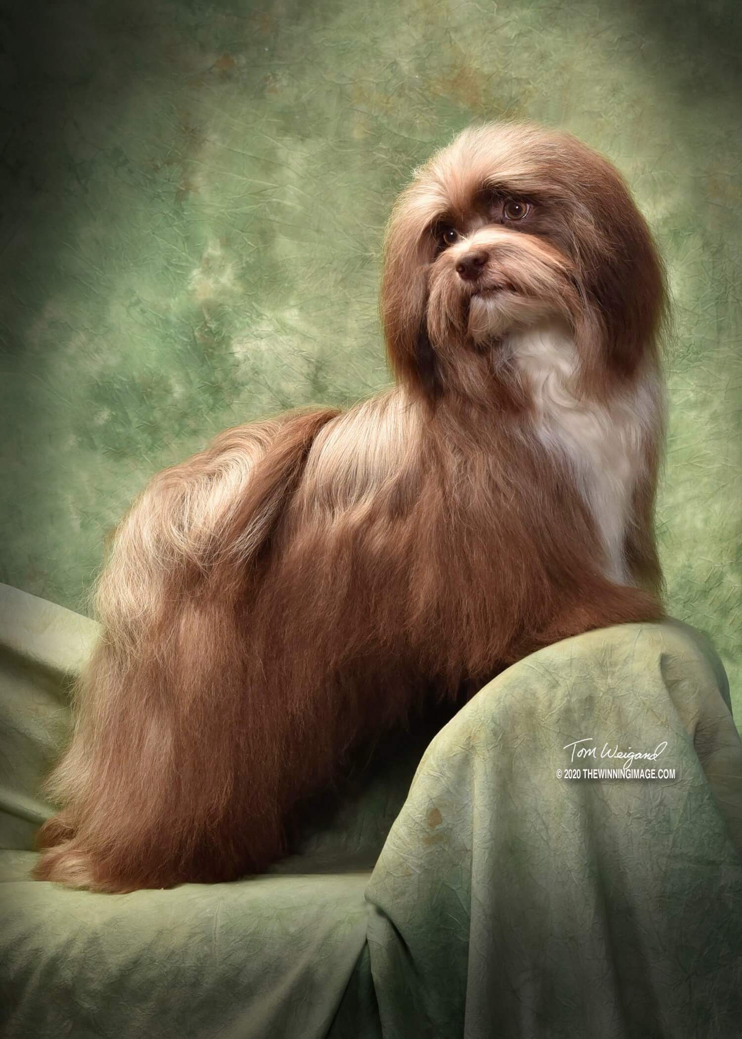 Happy Paws Havanese Puppies Cocoa Happy Paws Havanese Puppies Cocoa