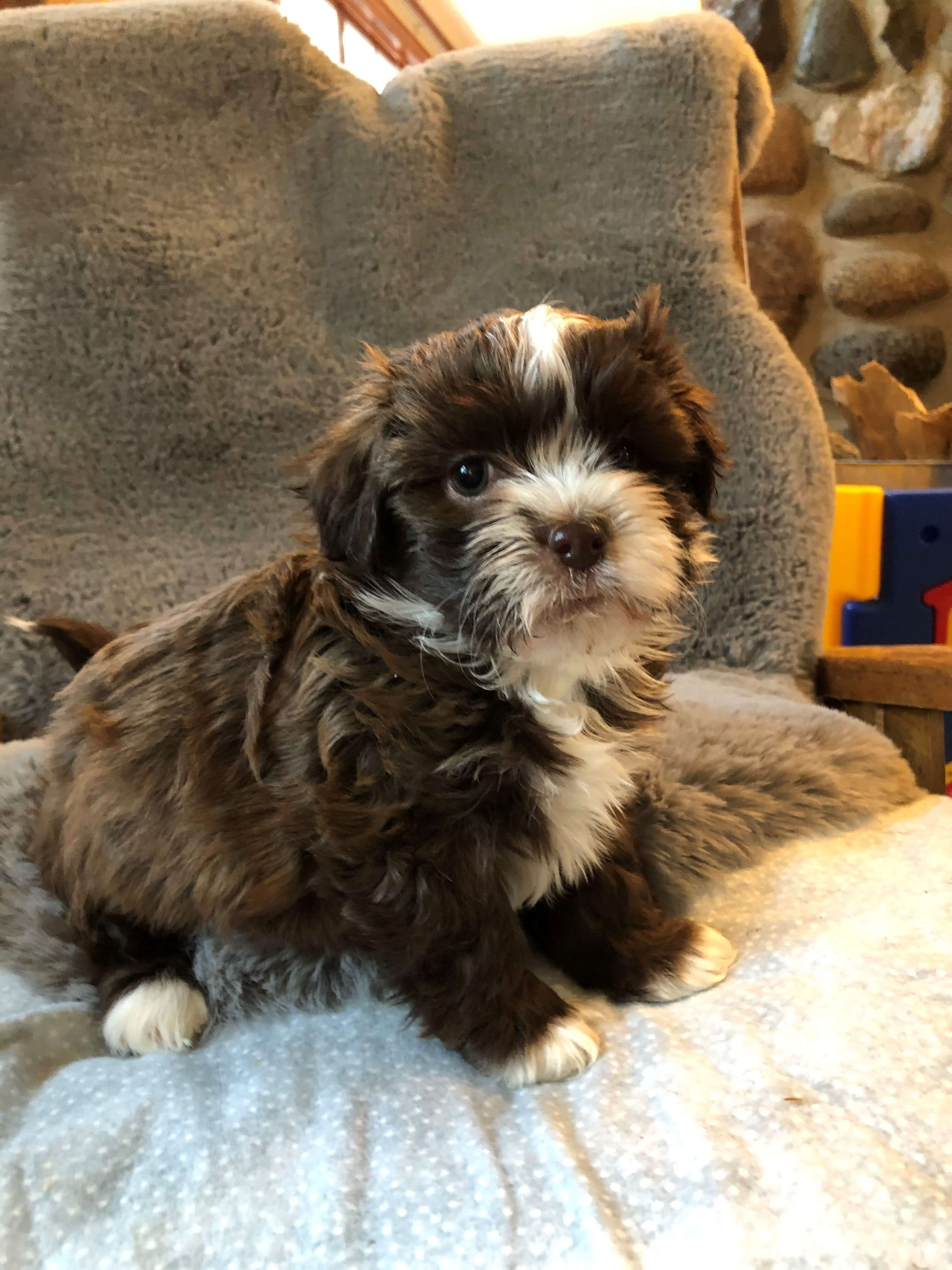 Happy Paws Havanese Puppies Cocoa Happy Paws Havanese Puppies Cocoa