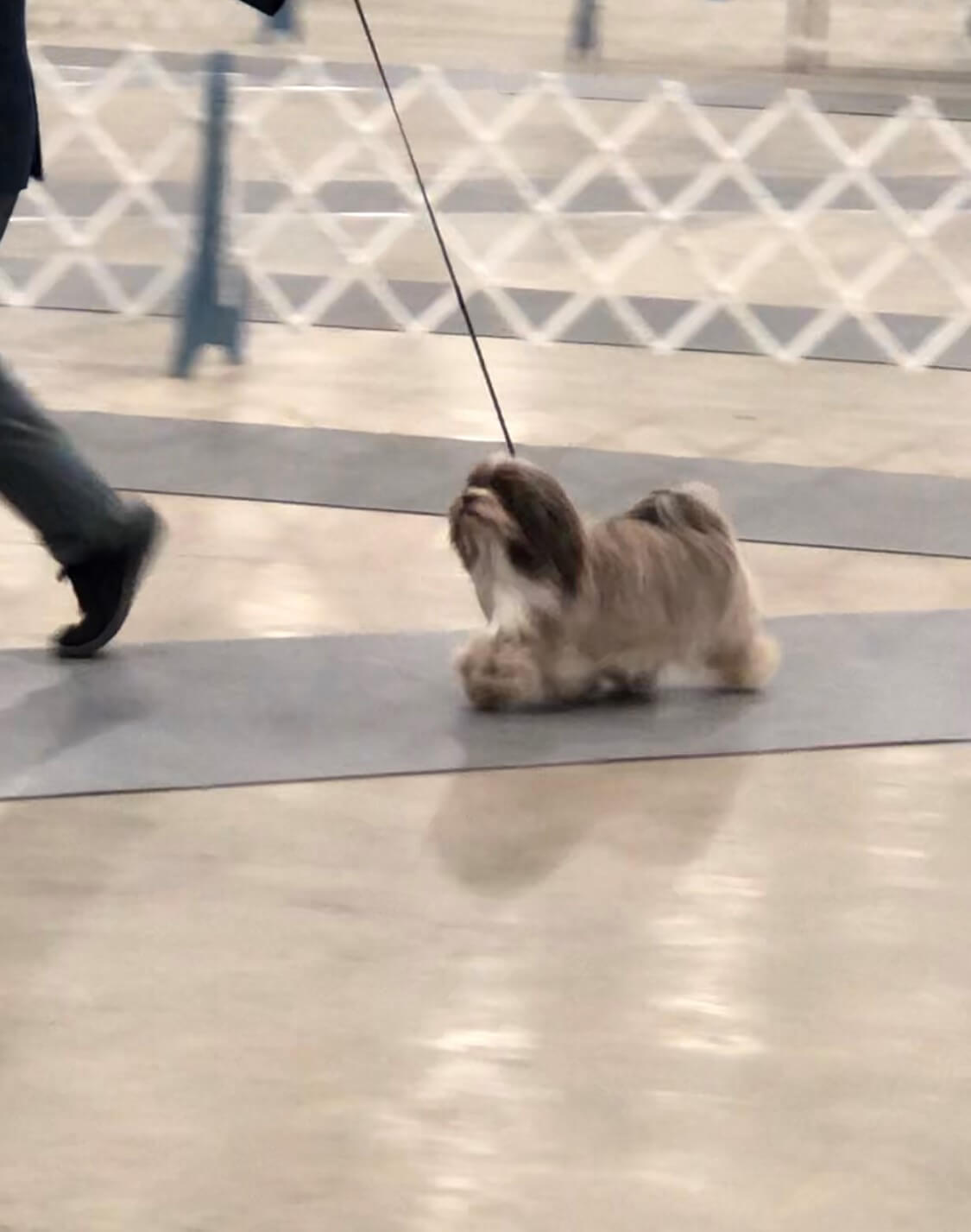 Happy Paws Havanese Puppies Cocoa Happy Paws Havanese Puppies Cocoa