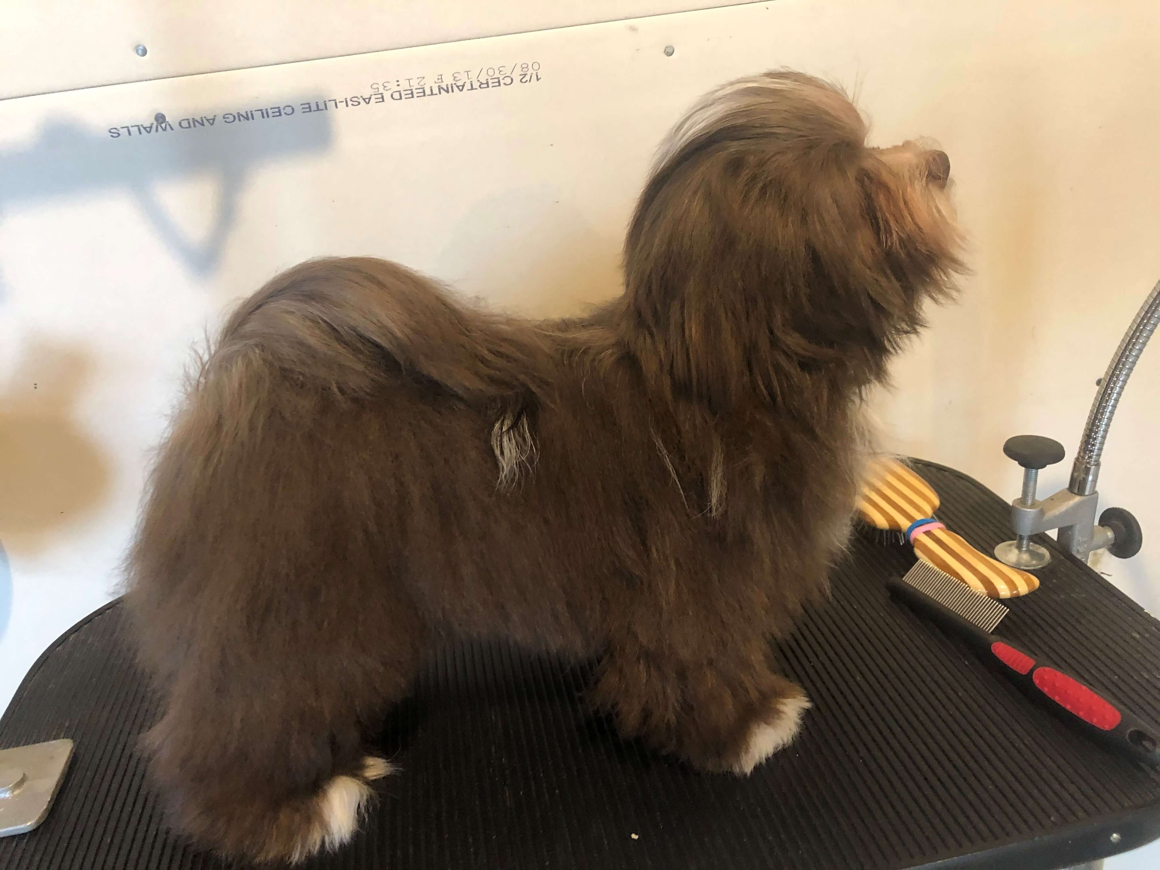 Happy Paws Havanese Puppies Cocoa Happy Paws Havanese Puppies Cocoa